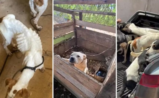 Polícia flagra 11 cachorros e filhotes em situação de maus-tratos no Paraná
