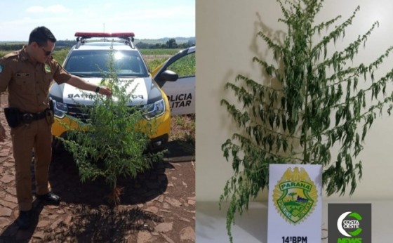 Polícia Militar apreende pé de maconha em Itaipulândia