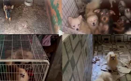 Polícia resgata 120 cães de canil clandestino e criadora é presa no Paraná