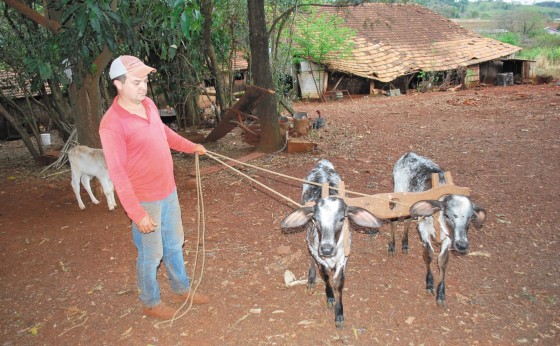 Pratica quase esquecida - Junta de bois ou vacas para arar a terra