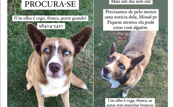 Procura-se cachorra Pucca que sumiu no centro de Missal à dois dias