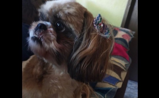 Procura-se cachorrinha que sumiu em Missal