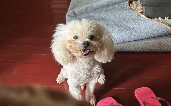 Procura-se cachorro que sumiu na Rua Paraná em Missal