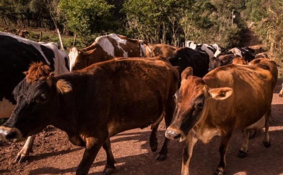 Produção de Leite em Missal volta ao patamar de 25 milhões de litros anuais