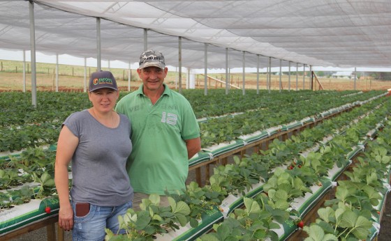 Produção de morango como opção de renda em pequena propriedade