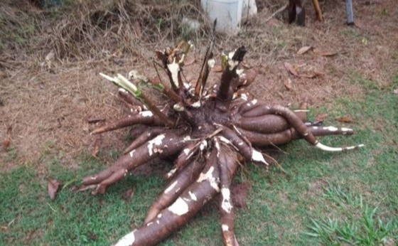 Produtor do PR colhe 60 kg de mandioca em um único pé