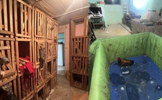 Rinhas de galo: polícia descobre arenas de combate e distribui R$ 240 mil em multas, no Paraná