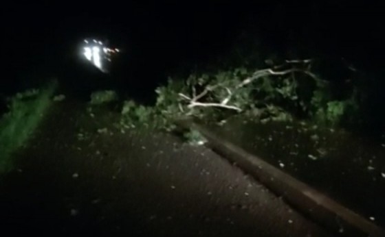 Santa Helena: Árvore cai sobre a PR 495 e por pouco não causa grave acidente