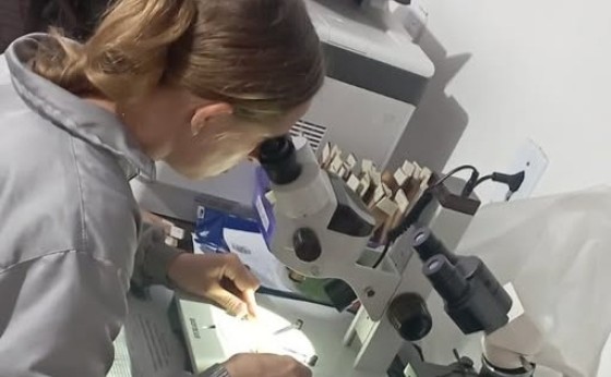 Setor de Endemias de Missal registra aumento do Índice de Infestação do Aedes aegypti
