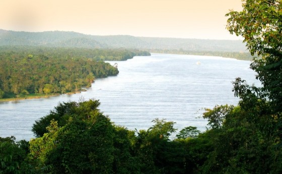 Sicredi recupera áreas de mata nativa e neutraliza CO2 emitido por agências