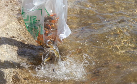 Soltura de peixes no Lago Municipal de Missal