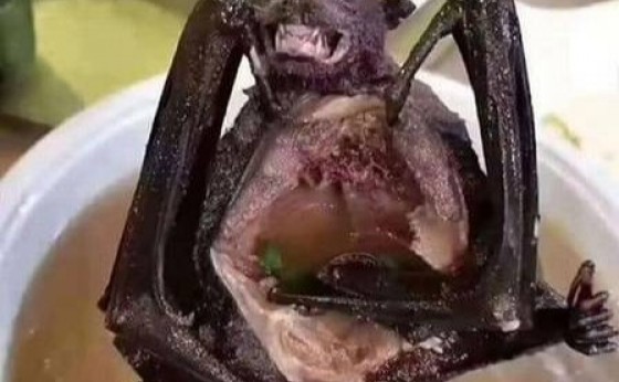 Sopa de morcego pode ter disseminado coronavírus na China