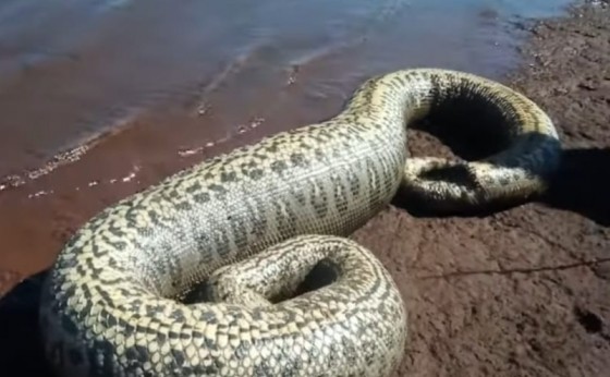 Sucuri com mais de 4 metros é encontrada morta por pescadores em Santa Helena