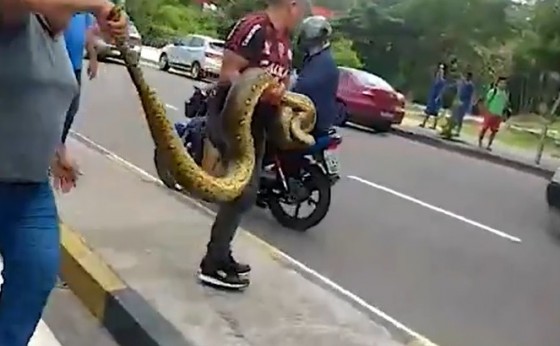 Sucuri de 5 metros tenta atravessar avenida, para trânsito e é resgatada 'na mão