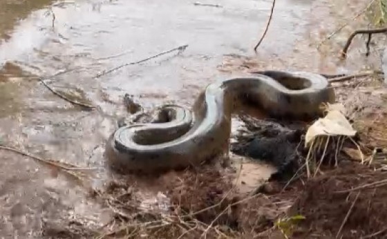 Sucuri encontrada em Guaíra é reintegrada à natureza; em área do Lago de Itaipu