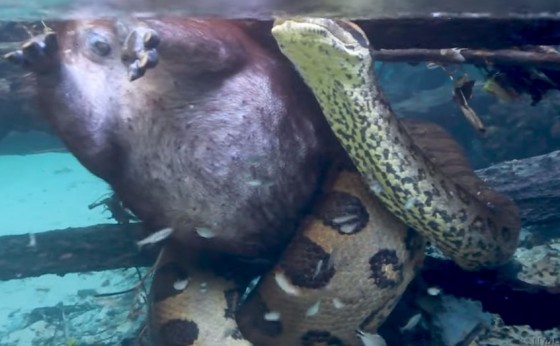 Sucuri-verde de 6 metros é flagrada comendo uma capivara em rio de água cristalina