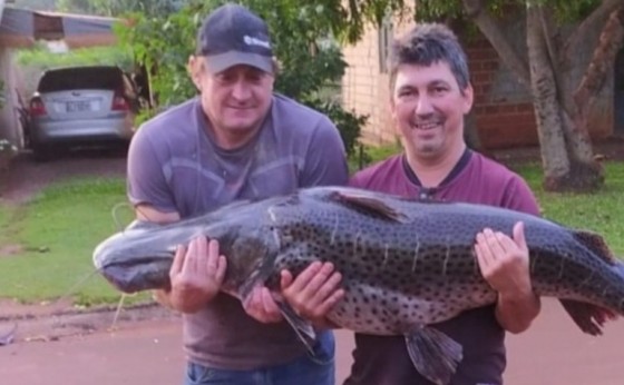 Surubim com mais de 40kg é capturado por pescadores em Santa Helena