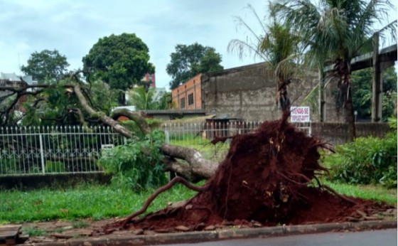 Temporal derruba árvores e destelha casas em São Miguel do Iguaçu