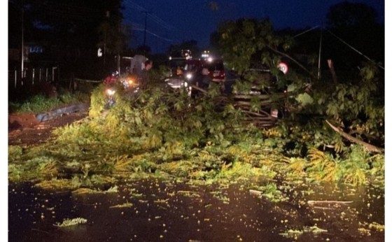 Temporal derruba árvores e rodovia que liga Missal e São Miguel do Iguaçu é interditada