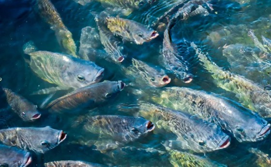 Tilápia, carpa ou pirarucu? 7 peixes de água doce mais consumidos no Brasil
