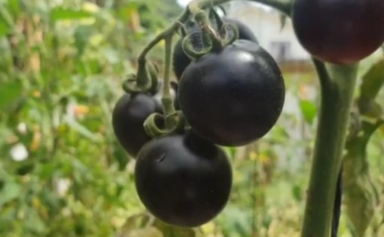 Tomate preto: família cultiva variedade exótica no Paraná