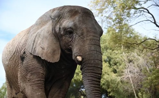Última elefanta em cativeiro na Argentina cruza o Paraná para viver em santuário no Brasil