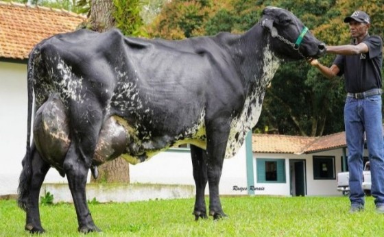 Vaca brasileira entra no livro dos recordes por produzir mais leite em um único dia