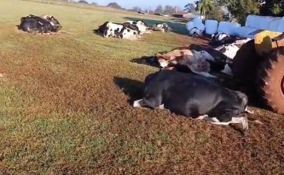 Vaca morde tomada e 32 animais morrem eletrocutados em Marechal Rondon (vídeo)