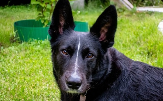 Vereadores aprovam lei que proíbe cachorro de latir em Santa Catarina