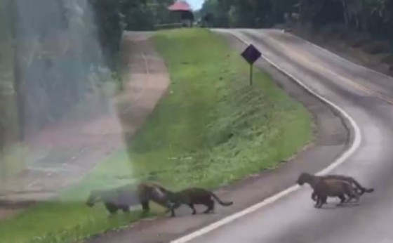 Vídeo flagra onças pintadas no Parque Nacional do Iguaçu